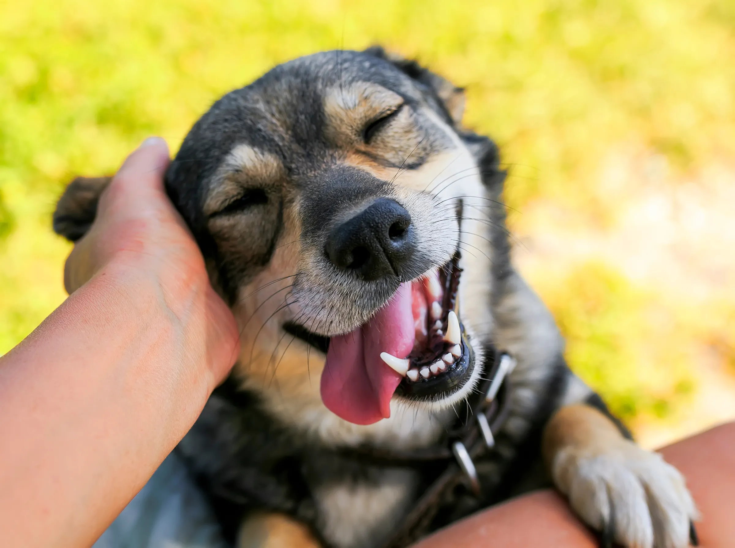 hand petting a black and brown happy dog